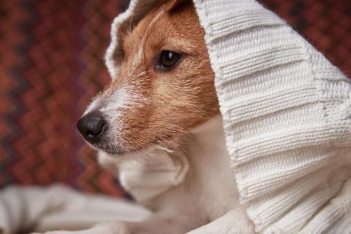 Mascotas y ola polar: cómo protegerlas del frío extremo este invierno