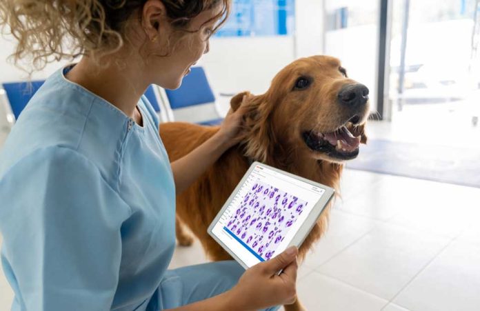 Prevención de las zoonosis: lo que debes saber para cuidar tu salud y la de los animales Más de la mitad de las enfermedades infecciosas en humanos son de origen zoonótico; por eso, se requiere de un manejo especializado y basado en conocimiento científico para su control. Santiago, Chile, julio 2025 – El vínculo entre humanos y animales resulta beneficioso para la vida, pero también conlleva ciertos riesgos que la ciencia ha debido manejar. Uno de ellos es la prevención de las zoonosis, que son aquellas enfermedades infecciosas que se transmiten entre animales y humanos, ya sea por contacto directo con animales infectados, a través de alimentos contaminados, o por vectores como mosquitos y garrapatas. Se calcula que, de los 1.415 patógenos humanos conocidos, el 61% son zoonóticos, según cifras de la Organización Panamericana de Salud, OPS (1). La prevención de las zoonosis ha sido un trabajo colaborativo de largo aliento. Uno de los logros más importantes es haber reducido drásticamente la incidencia de la rabia humana transmitida por perros. En efecto, si en 1983 se contabilizaban 300 casos en el continente americano, en 2020 se registraron solo 2, de acuerdo con la OPS (2). No obstante, hay otras zoonosis que preocupan, como por ejemplo la gripe aviar, y que requieren un manejo especializado y basado en conocimiento científico. Actualmente la prevención de la zoonosis es abordada a través de 3 focos principales: la aplicación del criterio de una sola salud, innovación en salud animal, y educación y apoyo a tutores y productores. “Desde Zoetis abordamos la prevención de las zoonosis bajo el prisma #OneHealth, es decir, una sola salud, entendiendo que la salud humana y la salud animal están estrechamente ligadas”, dice Mariana Cestau, gerente general de Zoetis. “Con esta mirada, brindamos soluciones diseñadas para ser efectivas y seguras, garantizando que los animales permanezcan sanos y, por ende, reduciendo el riesgo de transmisión a los humanos”, agrega. En tanto, la investigación y desarrollo de soluciones innovadoras, basadas en conocimiento científico actualizado, ha sido clave para enfrentar diferentes zoonosis. “Como líderes en salud animal, estamos constantemente explorando nuevas tecnologías y metodologías para mejorar la prevención, diagnóstico y tratamiento de enfermedades zoonóticas”, indica Mariana Cestau. Actualmente, Zoetis está utilizando herramientas de inteligencia artificial para manejar grandes cantidades de datos, incrementar la calidad de los datos, reducir esfuerzos de validación manual y mejorar la revisión de información por parte de personal clínico y científico. Así también, la educación y la concienciación son fundamentales para identificar los riesgos de zoonosis y tomar medidas preventivas. “Es importante contar con redes de apoyo que permitan el intercambio de conocimiento actualizado y el acceso a soluciones innovadoras. Por eso, colaboramos con veterinarios, productores y tutores de mascotas, mediante diferentes instancias, de manera de unirnos hacia un fin común, que es cuidarnos”, dice Mariana Cestau. El 6 de julio es el Día Mundial de las Zoonosis, en recuerdo de la exitosa aplicación de la primera vacuna antirrábica, creada en 1885 por el científico Louis Pasteur, y que logró salvar la vida de un niño de 9 años que había sido mordido por un perro infectado. Es una fecha que invita a tomar conciencia sobre las zoonosis y utilizar las herramientas disponibles para la prevención, con el apoyo de especialistas y líderes en la materia. Acerca de Zoetis Como empresa líder mundial en salud animal, Zoetis está impulsada por un propósito singular: nutrir nuestro mundo y a la humanidad avanzando en el cuidado de los animales. Tras más de 70 años innovando formas de predecir, prevenir, detectar y tratar enfermedades animales, Zoetis sigue estando al lado de quienes crían y cuidan animales en todo el mundo, desde veterinarios y propietarios de mascotas hasta ganaderos. La cartera líder y la cartera de medicamentos, vacunas, diagnósticos y tecnologías de la empresa marcan la diferencia en más de 100 países. Zoetis, una empresa incluida en la lista Fortune 500, generó unos ingresos de 9.300 millones de dólares en 2024 con aproximadamente 13.800 empleados. Para más información, visita www.zoetis.com.