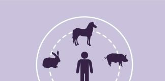 Zoonosis bajo la lupa: las enfermedades que conectan la salud humana y animal Zoonosis bajo la lupa: las enfermedades que conectan la salud humana y animal