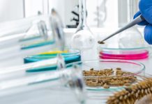 Mediante biotecnología científicos logran eliminar componente del trigo que provoca la celiaquía Mediante biotecnología científicos logran eliminar componente del trigo que provoca la celiaquía
