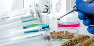 Mediante biotecnología científicos logran eliminar componente del trigo que provoca la celiaquía Mediante biotecnología científicos logran eliminar componente del trigo que provoca la celiaquía