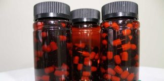 CREAS y emprendedores de Aysén trabajan suplemento único a partir de hojas de maqui