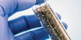 Chía y control del colesterol: un aliado natural en tiempos de exigencia cardíaca Chía y control del colesterol: un aliado natural en tiempos de exigencia cardíaca