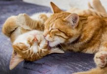 Día del Gato: 7 de cada 10 tutores desconoce los cuidados básicos Día del Gato: 7 de cada 10 tutores desconoce los cuidados básicos