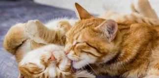 Día del Gato: 7 de cada 10 tutores desconoce los cuidados básicos Día del Gato: 7 de cada 10 tutores desconoce los cuidados básicos