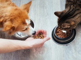 Colmevet apela a sobreseimiento de tres imputados por daños a la salud de más de 400 mascotas