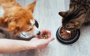 Colmevet apela a sobreseimiento de tres imputados por daños a la salud de más de 400 mascotas Colmevet apela a sobreseimiento de tres imputados por daños a la salud de más de 400 mascotas