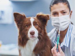 Día Mundial contra la Rabia: Colmevet hace llamado a fortalecer roles del Estado, tutores y médicos veterinarios Día Mundial contra la Rabia: Colmevet hace llamado a fortalecer roles del Estado, tutores y médicos veterinarios