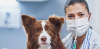 Día Mundial contra la Rabia: Colmevet hace llamado a fortalecer roles del Estado, tutores y médicos veterinarios