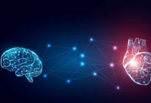 La conexión entre el cerebro y el corazón: Experto de Mayo Clinic explica este poderoso vínculo que funciona en ambas direcciones La conexión entre el cerebro y el corazón: Experto de Mayo Clinic explica este poderoso vínculo que funciona en ambas direcciones