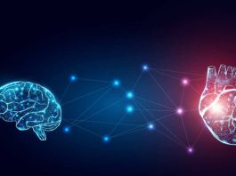 La conexión entre el cerebro y el corazón: Experto de Mayo Clinic explica este poderoso vínculo que funciona en ambas direcciones La conexión entre el cerebro y el corazón: Experto de Mayo Clinic explica este poderoso vínculo que funciona en ambas direcciones
