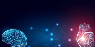 La conexión entre el cerebro y el corazón: Experto de Mayo Clinic explica este poderoso vínculo que funciona en ambas direcciones
