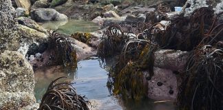 Metales pesados y estacionalidad comprometen la reproducción del huiro negro en Quintero-Puchuncaví nuevo estudio alerta sobre impactos ecológicos y productivos