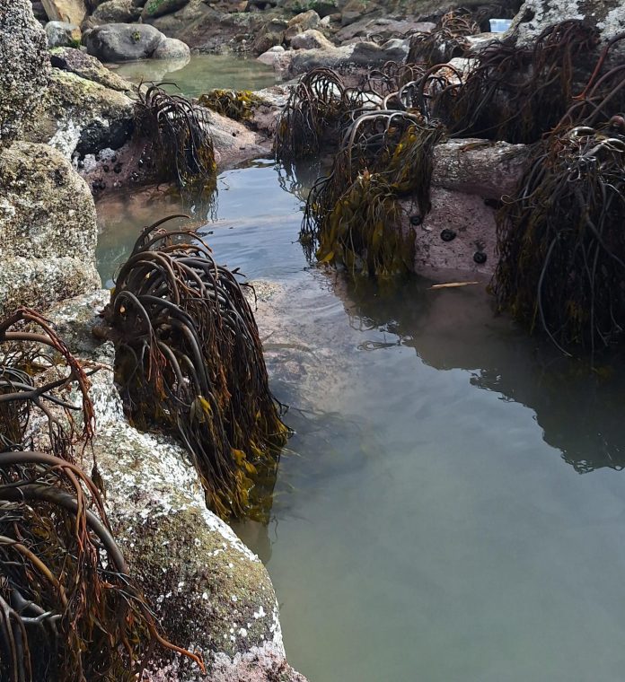 Metales pesados y estacionalidad comprometen la reproducción del huiro negro en Quintero-Puchuncaví nuevo estudio alerta sobre impactos ecológicos y productivos Metales pesados y estacionalidad comprometen la reproducción del huiro negro en Quintero-Puchuncaví nuevo estudio alerta sobre impactos ecológicos y productivos