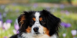 Picazón, enrojecimiento y caída de pelo: señales para detectar y tratar a tiempo la dermatitis atópica en perros