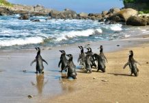 Pingüinos de Magallanes regresan a su hogar: exitosa reinserción en Isla Cachagua tras proceso de rehabilitación