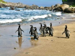 Pingüinos de Magallanes regresan a su hogar: exitosa reinserción en Isla Cachagua tras proceso de rehabilitación Pingüinos de Magallanes regresan a su hogar: exitosa reinserción en Isla Cachagua tras proceso de rehabilitación