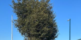 Red Dávila reduce lista de espera en Chiloé para atenciones médicas en Cardiología y Neurología (1)