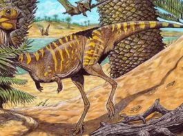 Museo Nacional de Río y Siemens Healthineers usan escáner médico para estudiar un dinosaurio Museo Nacional de Río y Siemens Healthineers usan escáner médico para estudiar un dinosaurio