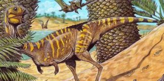 Museo Nacional de Río y Siemens Healthineers usan escáner médico para estudiar un dinosaurio