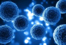 Nobel de Medicina 2025: el hallazgo que revoluciona la inmunología y abre nuevas vías terapéuticas Nobel de Medicina 2025: el hallazgo que revoluciona la inmunología y abre nuevas vías terapéuticas
