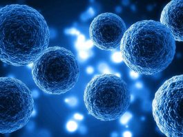 Nobel de Medicina 2025: el hallazgo que revoluciona la inmunología y abre nuevas vías terapéuticas Nobel de Medicina 2025: el hallazgo que revoluciona la inmunología y abre nuevas vías terapéuticas