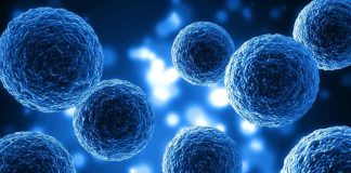 Nobel de Medicina 2025: el hallazgo que revoluciona la inmunología y abre nuevas vías terapéuticas