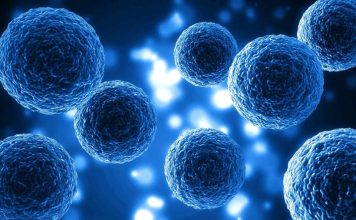 Nobel de Medicina 2025: el hallazgo que revoluciona la inmunología y abre nuevas vías terapéuticas Nobel de Medicina 2025: el hallazgo que revoluciona la inmunología y abre nuevas vías terapéuticas