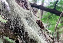 Los musgos poseen una diversidad genética mayor que las otras plantas La zona subantártica de Chile alberga cerca de 7% de su diversidad mundial: Los musgos poseen una diversidad genética mayor que las otras plantas