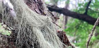 La zona subantártica de Chile alberga cerca de 7% de su diversidad mundial: Los musgos poseen una diversidad genética mayor que las otras plantas