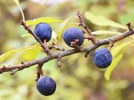 Investigadora USS estudia beneficios del calafate en mujeres en menopausia