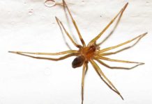 Araña de rincón: claves para prevenir una mordedura y actuar a tiempo