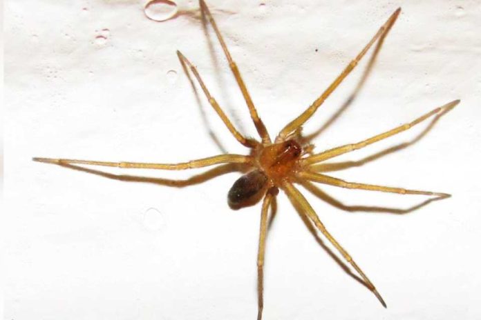 Araña de rincón: claves para prevenir una mordedura y actuar a tiempo
