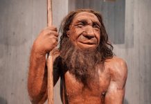 Científicos chilenos descubren un rasgo poco conocido sobre los neandertales