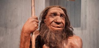 Científicos chilenos descubren un rasgo poco conocido sobre los neandertales
