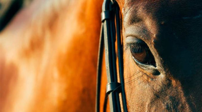 Colegio Médico Veterinario entrega recomendaciones para el bienestar de los equinos Colegio Médico Veterinario entrega recomendaciones para el bienestar de los equinos