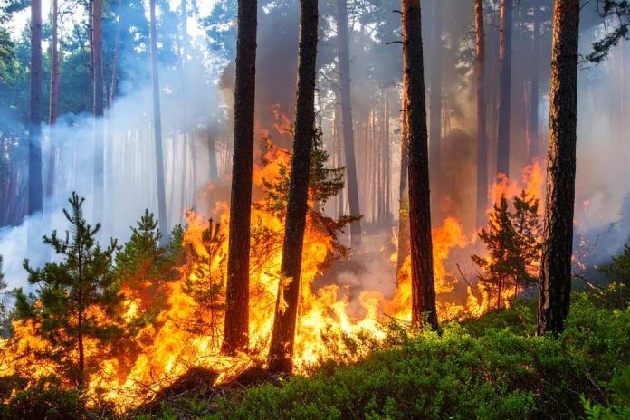 ¿Qué es la piromanía y cuáles son las señales de alerta para detectarla a tiempo?: esto dicen los expertos