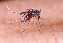 El mosquito que preocupa a las autoridades en Chile: ¿Qué es el Dengue, cómo cuidarse y por qué importa ahora? La detección del mosquito Aedes aegypti, transmisor del dengue, zika y fiebre amarilla, en el principal terminal aéreo del país reactivó los protocolos de vigilancia sanitaria. Qué es el dengue, cómo se transmite y por qué la prevención individual y colectiva es clave para evitar contagios