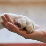 Emergencia por incendios refuerza la necesidad de proteger a las mascotas Emergencia por incendios refuerza la necesidad de proteger a las mascotas