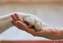 Emergencia por incendios refuerza la necesidad de proteger a las mascotas Emergencia por incendios refuerza la necesidad de proteger a las mascotas