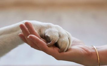 Emergencia por incendios refuerza la necesidad de proteger a las mascotas Emergencia por incendios refuerza la necesidad de proteger a las mascotas