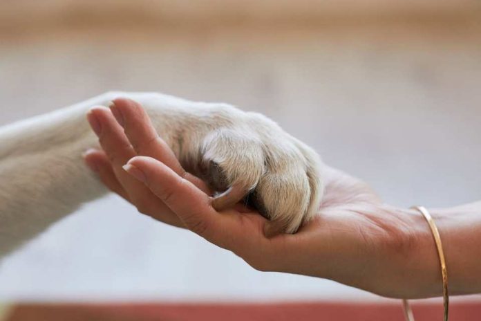 Emergencia por incendios refuerza la necesidad de proteger a las mascotas Emergencia por incendios refuerza la necesidad de proteger a las mascotas