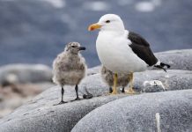 Las gaviotas cumplen un rol ecológico esencial en los ecosistemas costero