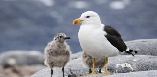 Las gaviotas cumplen un rol ecológico esencial en los ecosistemas costero Las gaviotas cumplen un rol ecológico esencial en los ecosistemas costero