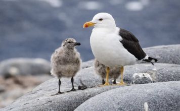 Las gaviotas cumplen un rol ecológico esencial en los ecosistemas costero