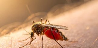 Minsal confirma alerta por dengue: hay alerta sanitaria de Arica a Los Ríos