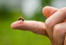 Picaduras de abejas y avispas en verano: Cómo reconocer si se trata de una reacción alérgica grave