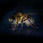 Cómo reconocer y actuar frente a un shock anafiláctico tras una picadura de abeja Cómo reconocer y actuar frente a un shock anafiláctico tras una picadura de abeja