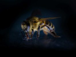 Cómo reconocer y actuar frente a un shock anafiláctico tras una picadura de abeja Cómo reconocer y actuar frente a un shock anafiláctico tras una picadura de abeja