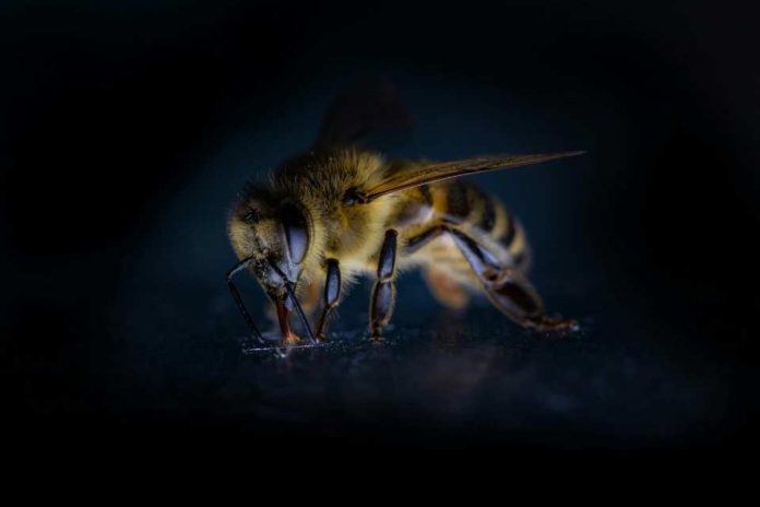 Cómo reconocer y actuar frente a un shock anafiláctico tras una picadura de abeja